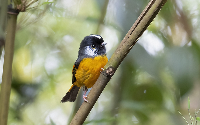 Chinese Golden-breasted Fulvetta (Lioparus chrysotis) at Mu Cang Chai Birding Trails - Northern Vietnam. Photo by: Bui Duc Tien - Vietnam Bird Photography Tours - Vietbirdphototours.com